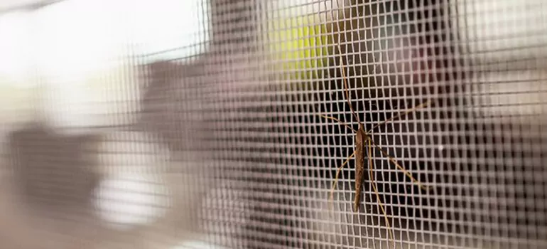 Repair Mosquito Mesh For Windows in Ashland, CA